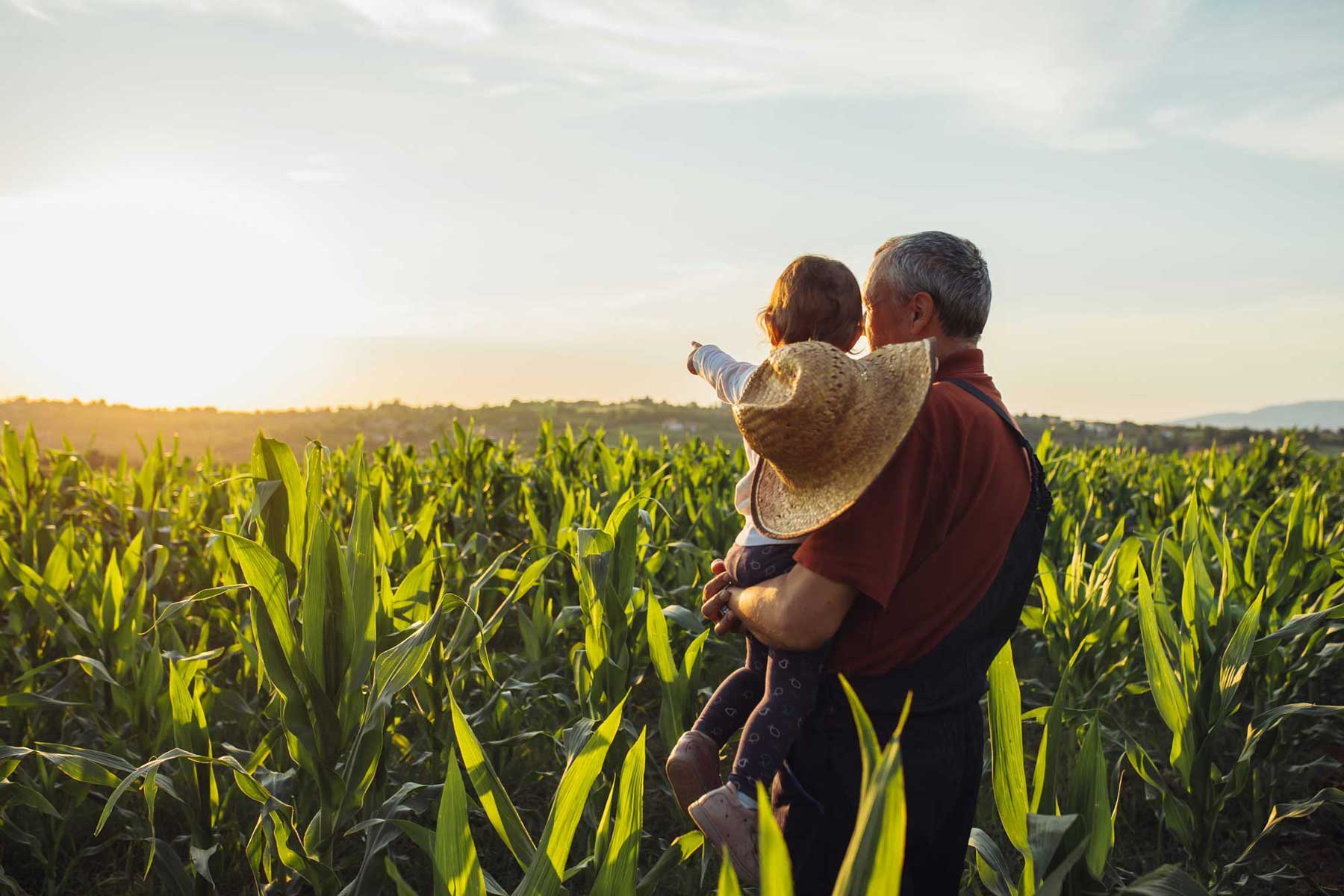 An older man holds a toddler wearing a straw hat, both looking out over a lush green cornfield bathed in golden sunset light.